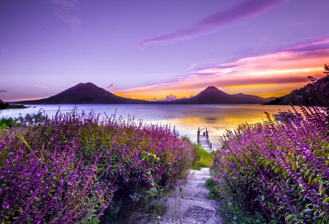 purple landscape